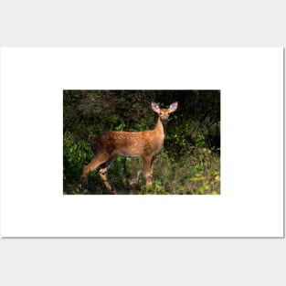 Fawn Times - White-tailed deer Posters and Art